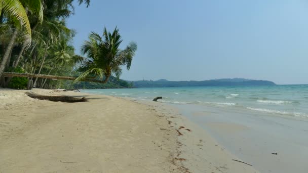 Palmbomen op tropisch strand — Stockvideo