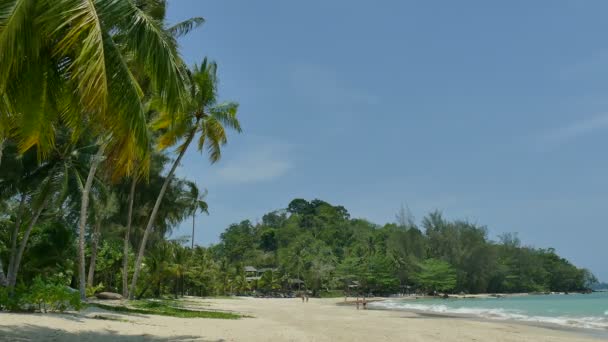 Palm trees on tropical beach — Stock Video