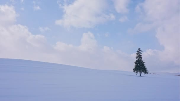 Śnieżna Sosna Okresie Zimowym — Wideo stockowe