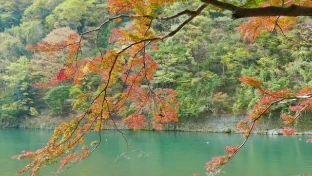 嵐山秋の季節 — ストック動画
