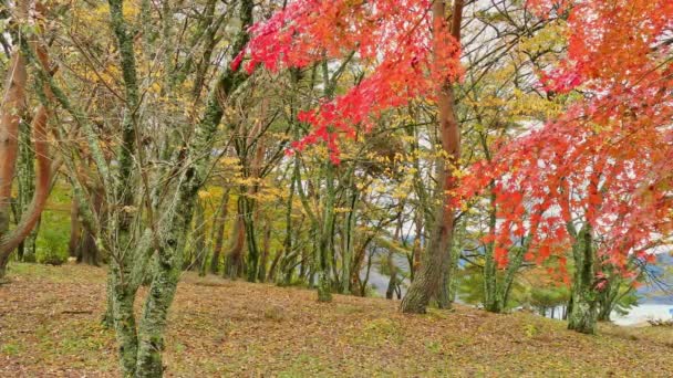 Jesienny Krajobraz Kolorowymi Liśćmi — Wideo stockowe