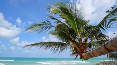 Okyanusta güzel tropik hindistan cevizi palmiyeleri 