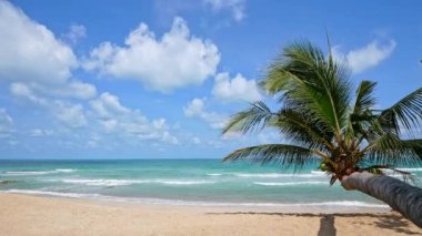 Okyanusta güzel tropik hindistan cevizi palmiyeleri 