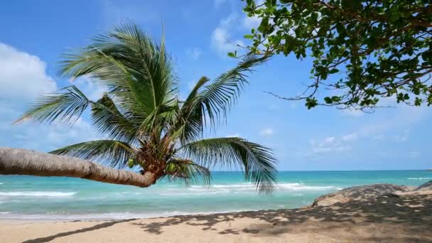 大海中美丽的热带椰子树 — 图库视频影像