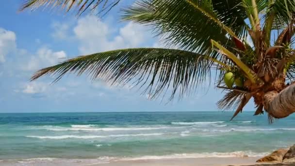 Piękne Tropikalne Palmy Kokosowe Nad Oceanem — Wideo stockowe