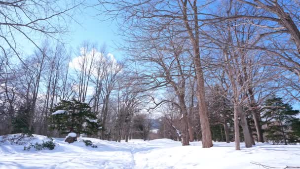 Schneebedeckte Kiefern Winterwald — Stockvideo