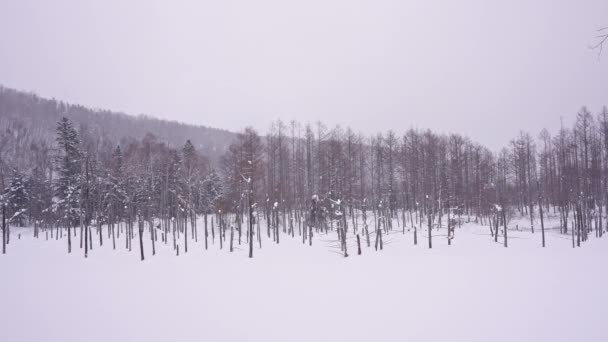 Schneebedeckte Kiefern Winterwald — Stockvideo