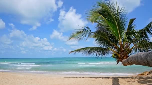 Hermosas Palmeras Tropicales Coco Océano — Vídeo de stock