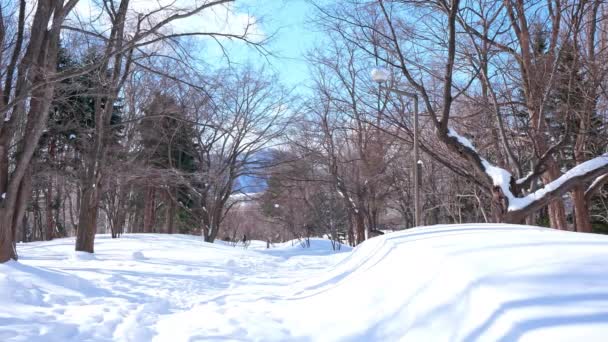Снежные Сосны Зимнем Лесу — стоковое видео