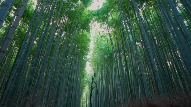 Arashiyama Bambu Floresta Arvoredo Dossel Parque Padrão Muitas Plantas Dia — Vídeo de Stock