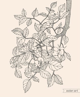 Briar çilek ile şube