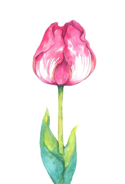 Kwiat piękny tulipan akwarela — Zdjęcie stockowe