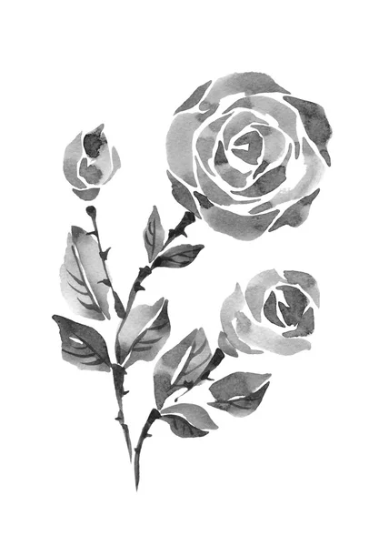 Fekete-fehér akvarell rose — Stock Fotó