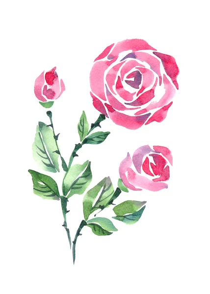 Belles roses aquarelle — Photo