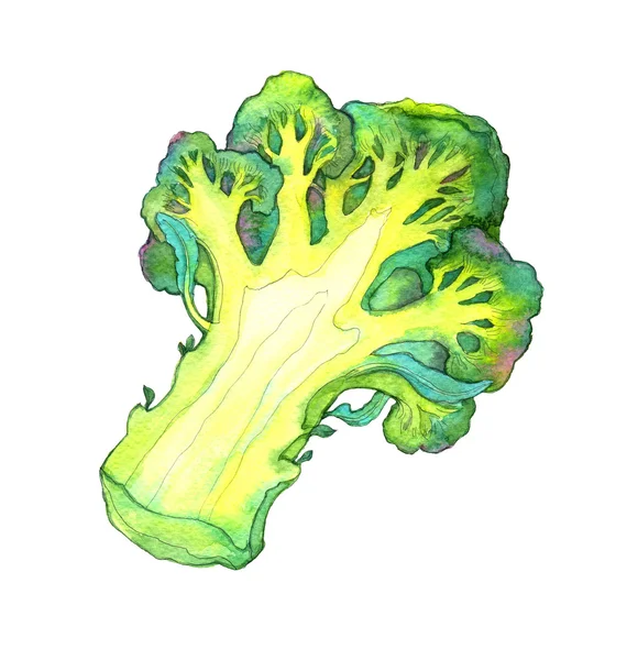 Gesneden aquarel broccoli — Stockfoto