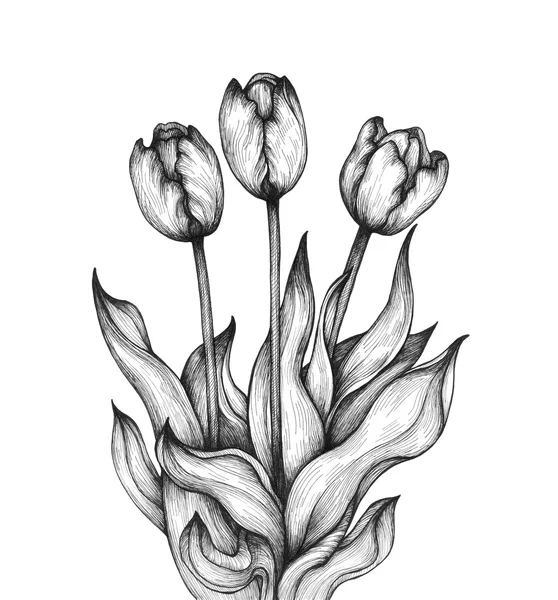 Fleurs de belle tulipe monochrome — Photo