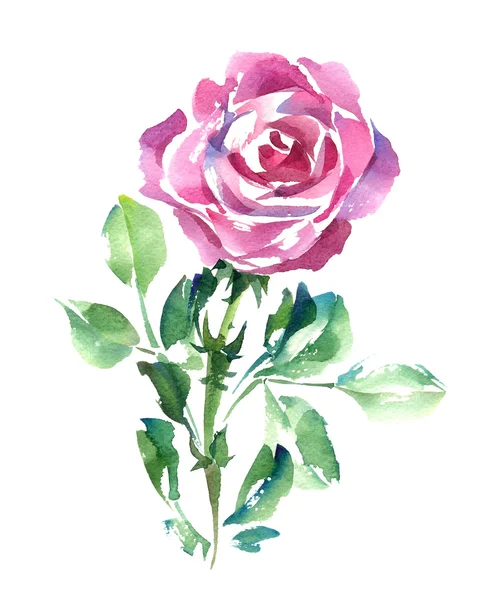 Bella rosa dell'acquerello — Foto Stock