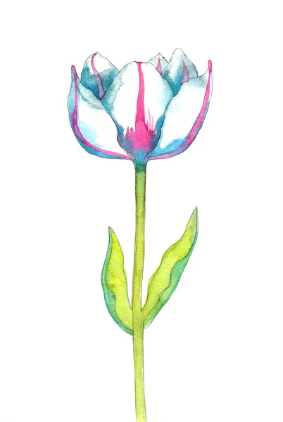 Belle aquarelle tulip — Photo