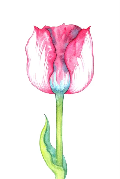 Belle aquarelle tulip — Photo