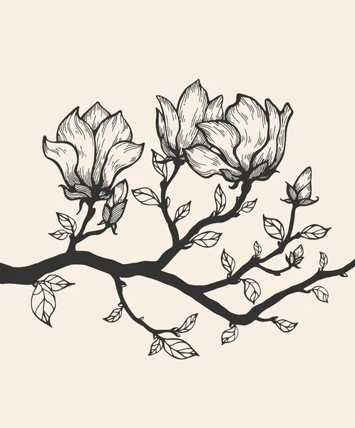 Květy magnólie na větvi — Stock fotografie