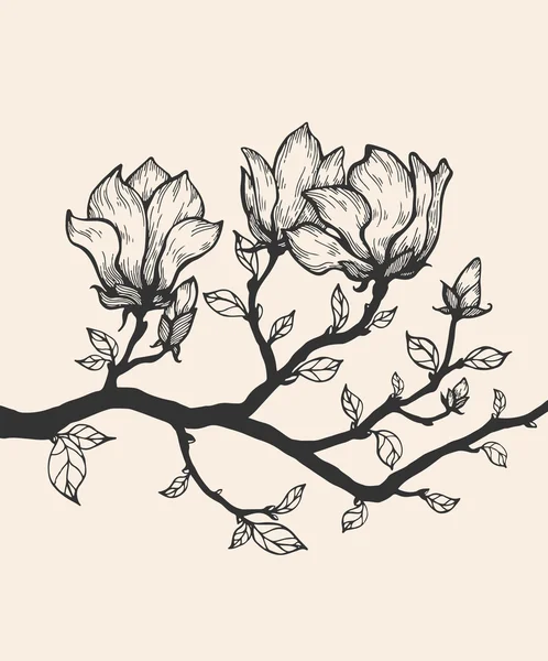 Fleurs de Magnolia sur branche — Image vectorielle