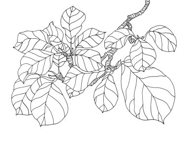 Orman Manolya ağacı dalı bırakır