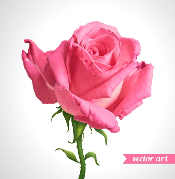 Rosa bonita rosa — Vetor de Stock