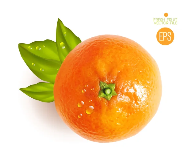 Wet naranja con hojas verdes — Vector de stock