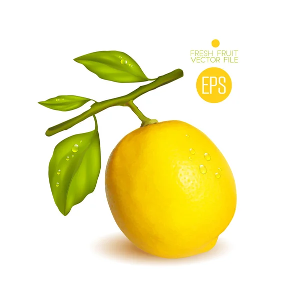 Limón fresco con hojas verdes — Vector de stock