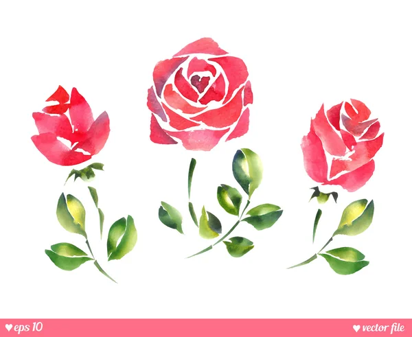 Peinture à la main aquarelle roses — Image vectorielle