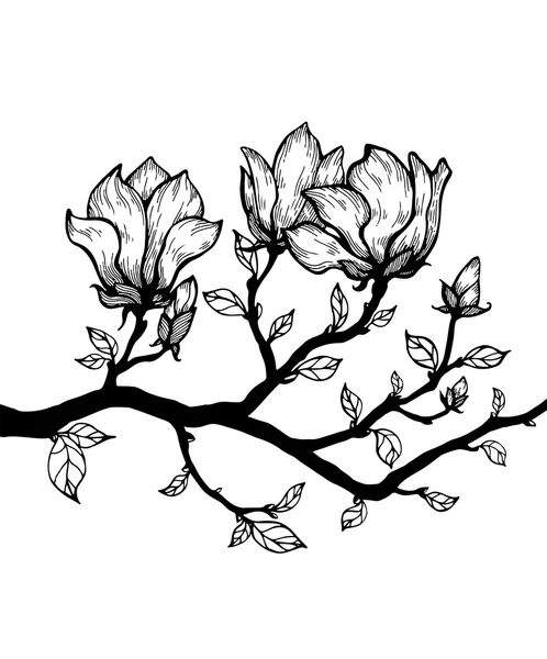 Magnolia arbre avec des fleurs — Image vectorielle