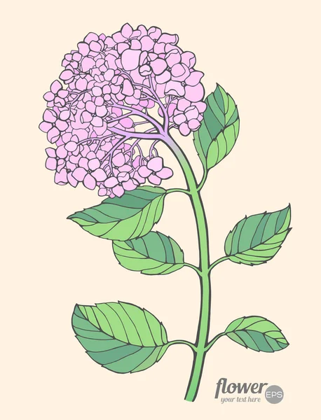 Hermosas hortensias rosadas — Vector de stock