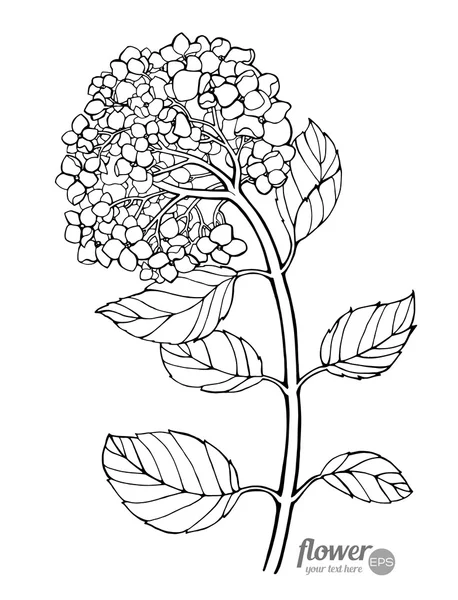 Hermoso contorno hortensias — Archivo Imágenes Vectoriales