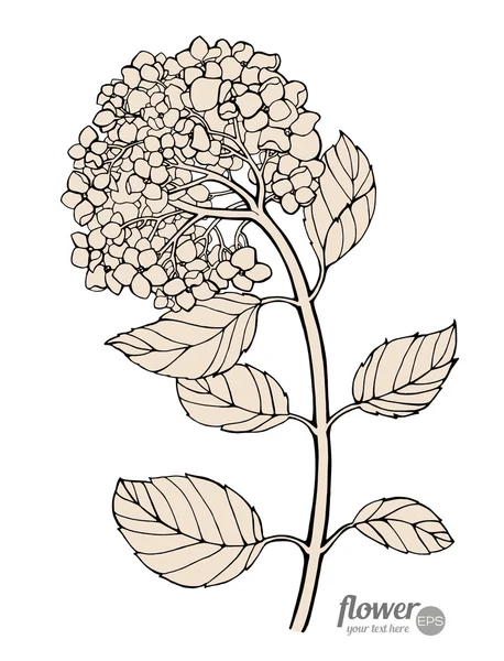Hermoso contorno hortensias — Vector de stock