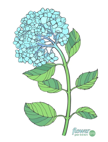 Hermosas hortensias azules — Vector de stock