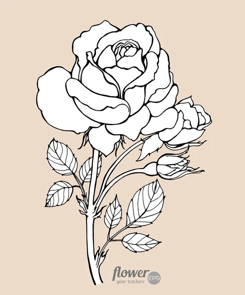 Rose isolated. Vector. Hand drawn artwork — Stockvector