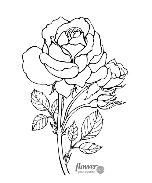 Rose isolated. Vector. Hand drawn artwork — Stock Vector