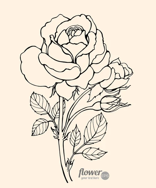 Rose isolated. Vector. Hand drawn artwork — Vector de stock