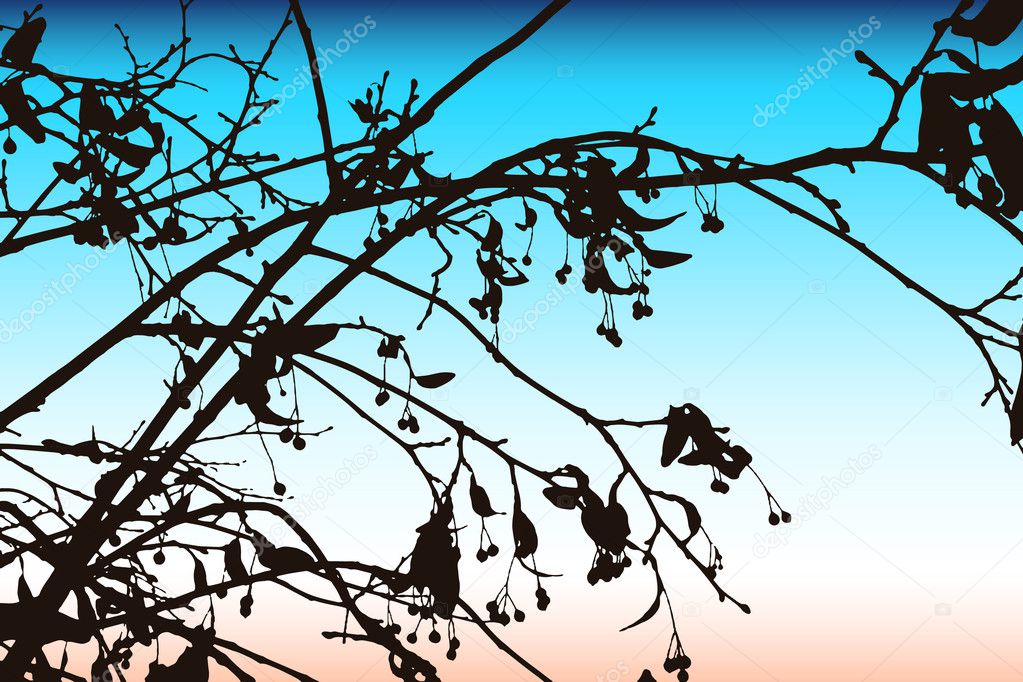 Linden tree silhouette