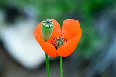 çiçek alan haşhaş