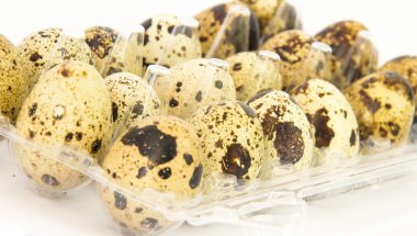 Ortak bıldırcın yumurtası 