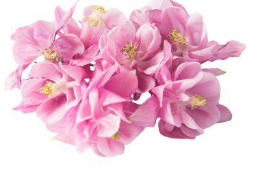  narin pembe aquilegia