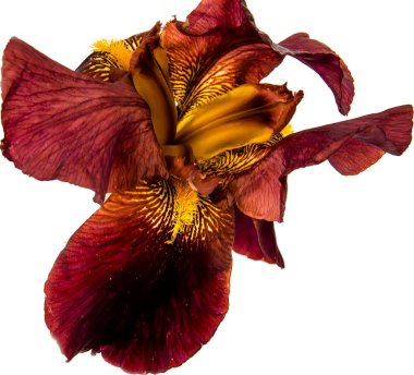 Iris beyaz arkaplanda izole edildi