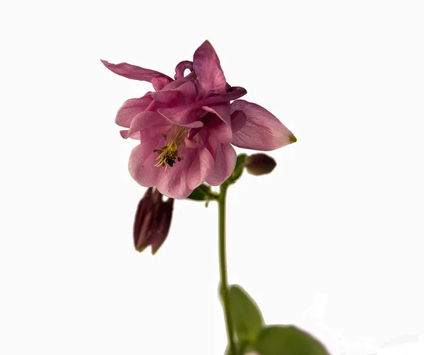 Delikat rosa aquilegia — Stockfoto