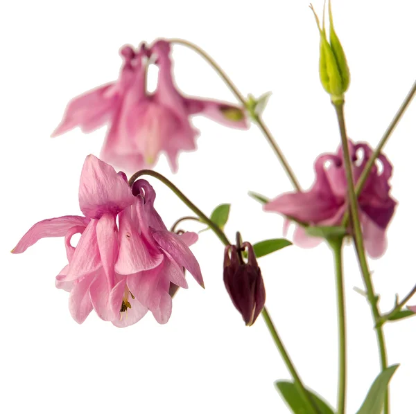 Delicado Aquilegia rosa —  Fotos de Stock