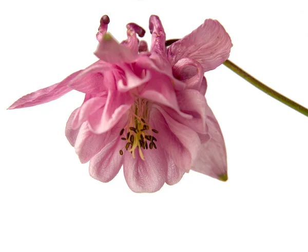 Finom rózsaszín aquilegia — Stock Fotó