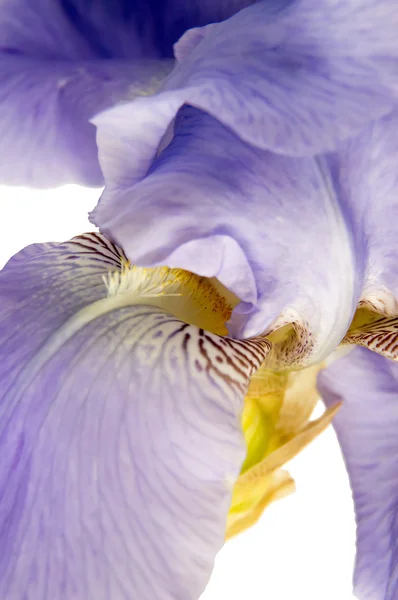 Iris isolated on white background Stock Image