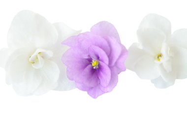 İnce saplı güzel pembe çiçekler