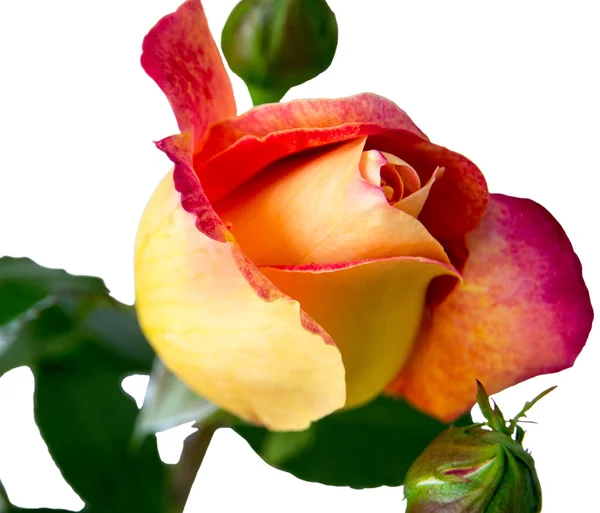 Flower rose on a white — Stock Photo, Image
