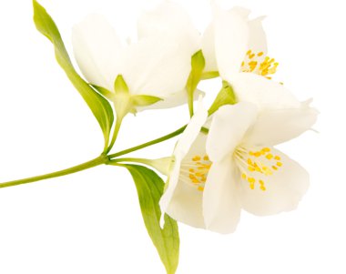 yasemin beyaz çiçek